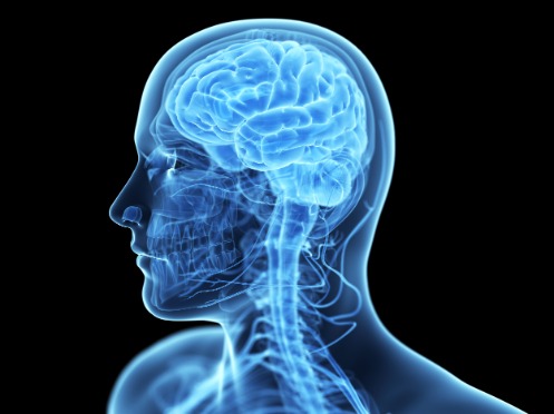 Blaues Negativbild eines menschlichen Kopfes vor schwarzem Hintergrund. Das Bild zeigt Hirn, Skelett, Zähne und Blutgefässe.