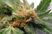 Cannabisblüte in Nahaufnahme